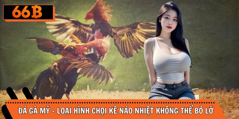 Đá Gà Mỹ - Loại Hình Chọi Kê Náo Nhiệt Không Thể Bỏ Lỡ
