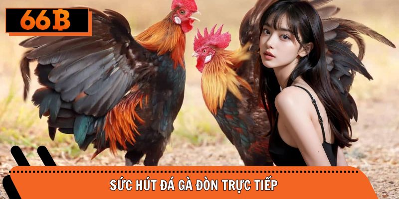 Hình thức chọi gà đòn thu hút rất nhiều hội viên